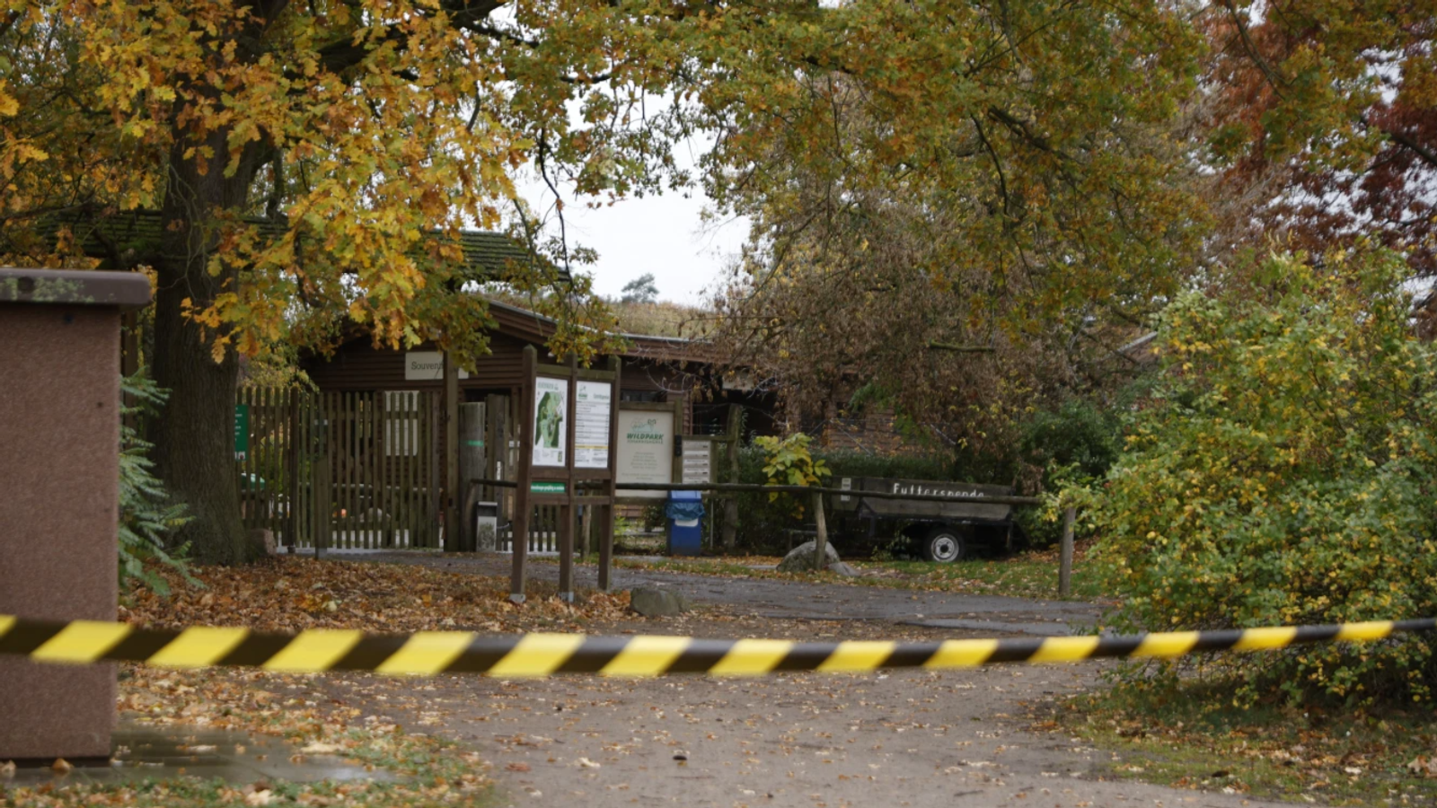Menina de 8 anos é atacada por lobos durante atividade em zoológico na Alemanha