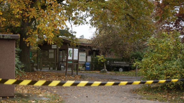 Menina de 8 anos é atacada por lobos durante atividade em zoológico na Alemanha