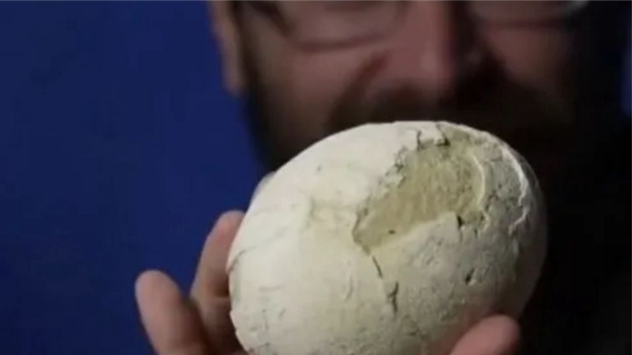 Ovo de dinossauro de 70 milhões de anos é encontrado intacto na Argentina