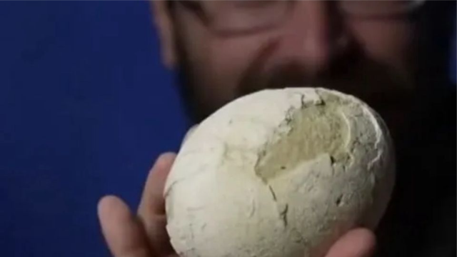 Ovo de dinossauro de 70 milhões de anos é encontrado intacto na Argentina