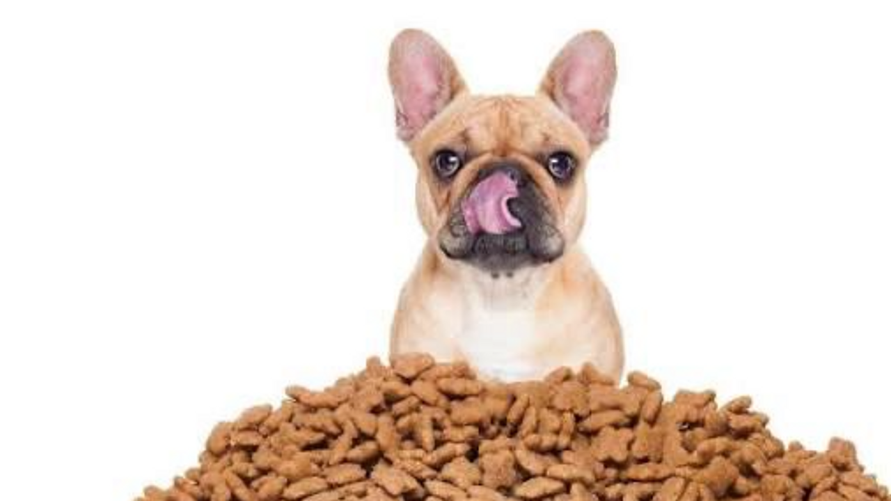 FDA faz recall de rações e petiscos por risco de contaminação