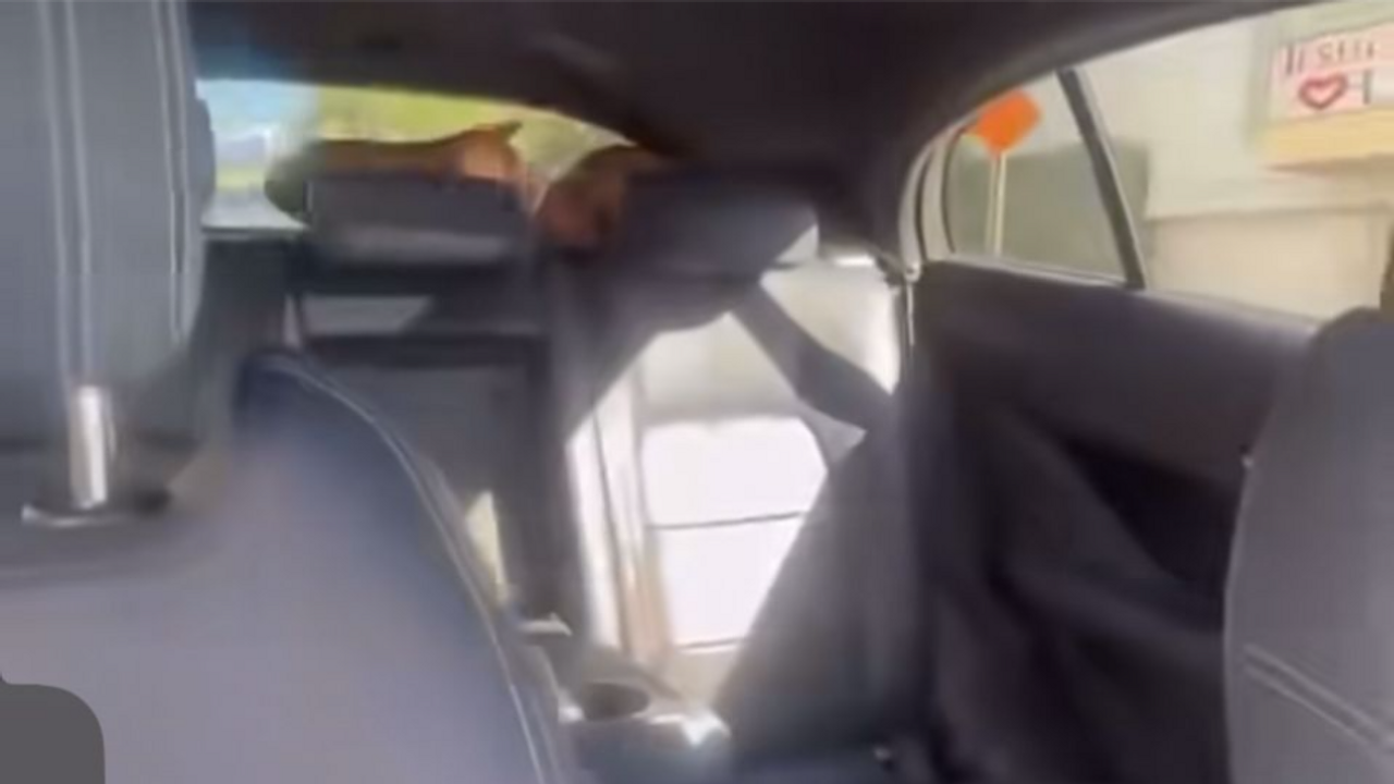 Mulher encontra homem escondido no porta-malas de táxi autônomo em Los Angeles