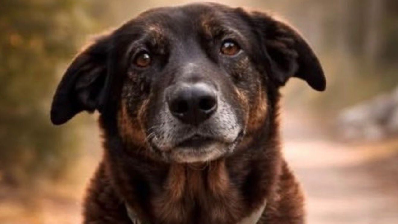 Justiça manda redes sociais apagarem posts que identifiquem adolescentes no caso da morte do cão Orelha