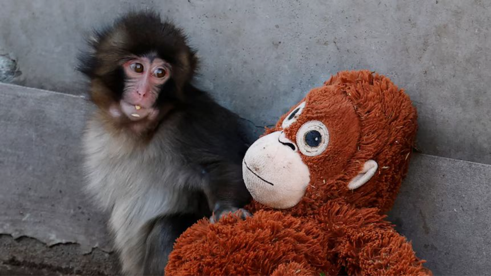 Rejeitado pela mãe no Japão, macaquinho órfão emociona os EUA e vive reviravolta