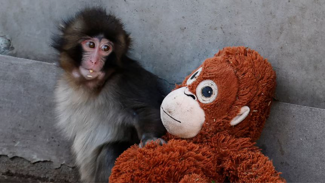 Rejeitado pela mãe no Japão, macaquinho órfão emociona os EUA e vive reviravolta
