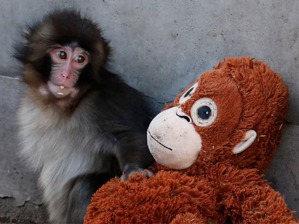 Rejeitado pela mãe no Japão, macaquinho órfão emociona os EUA e vive reviravolta