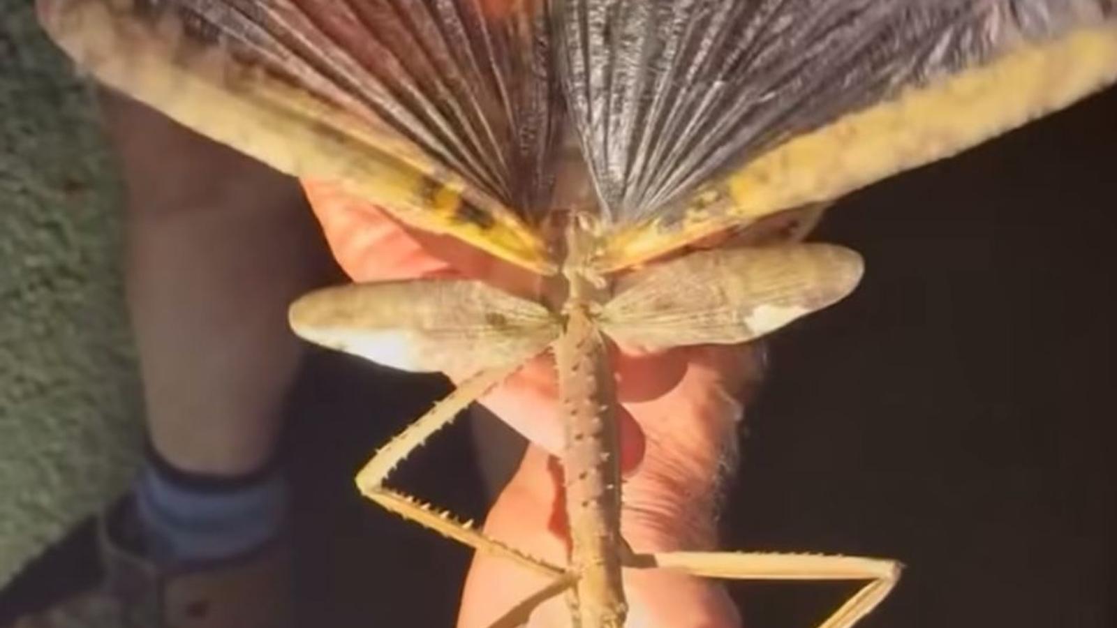 Inseto gigante é descoberto na Austrália e assusta até os cientistas