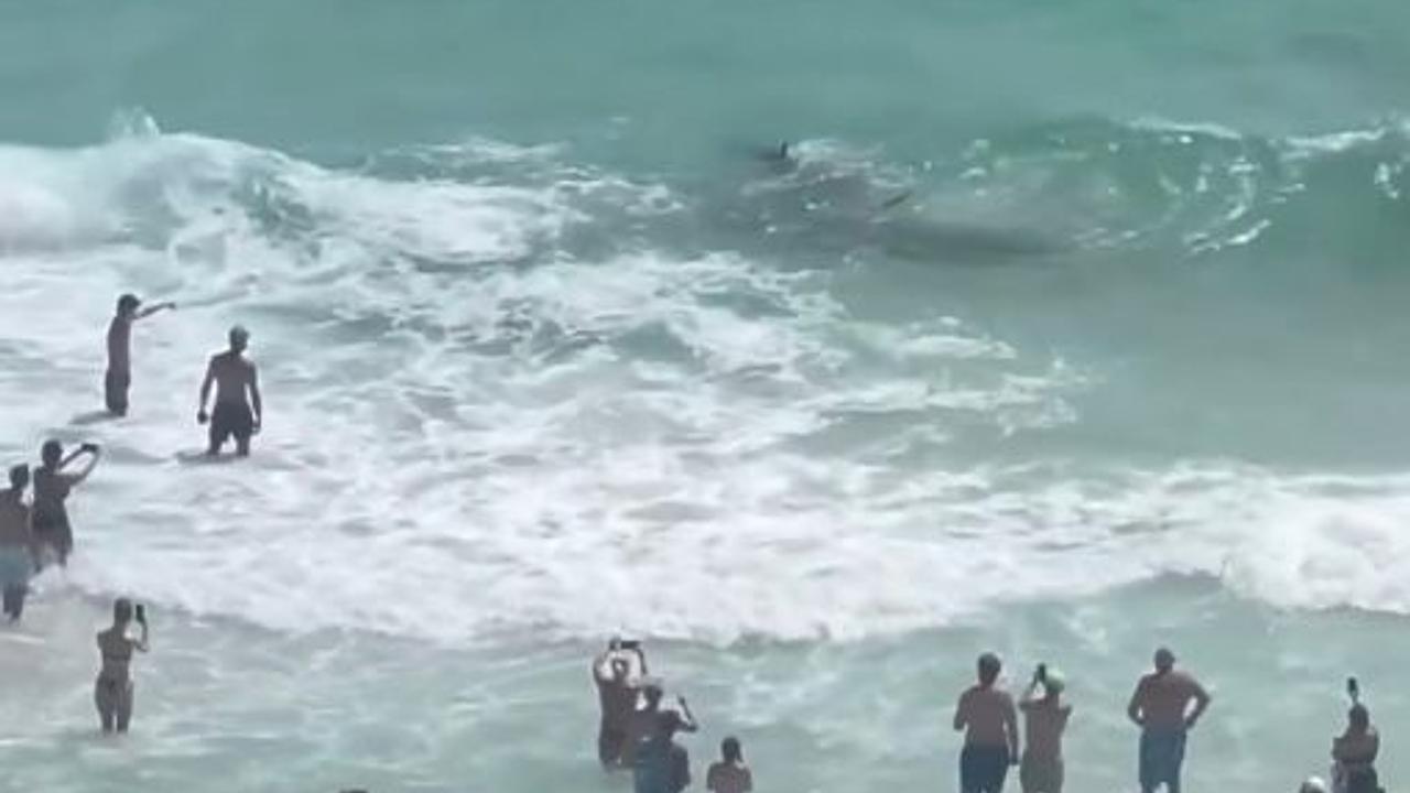 Tubarão e arraia causam pânico em Panama City Beach