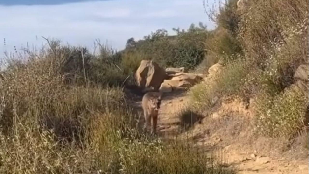Encontro inesperado com puma interrompe trilha na Califórnia