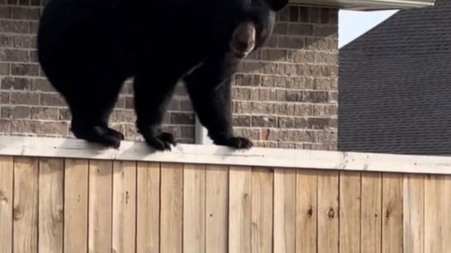 Pomerânia enfrenta urso para defender café da manhã