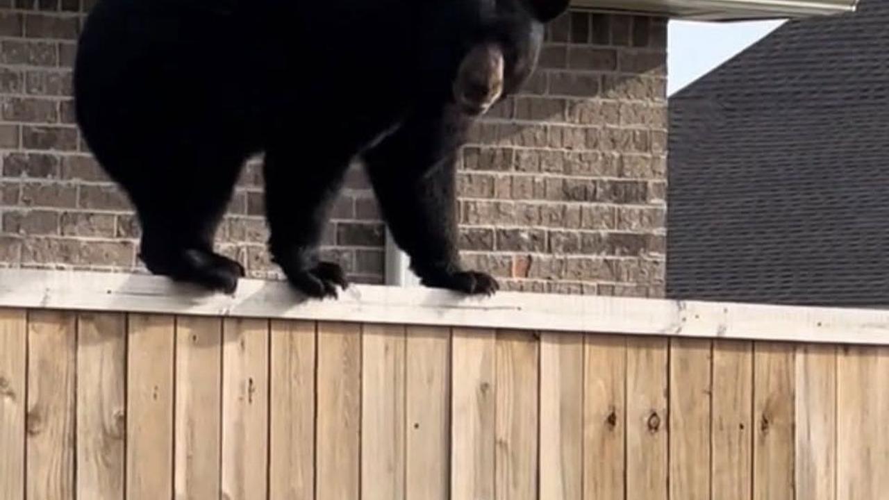 Pomerânia enfrenta urso para defender café da manhã