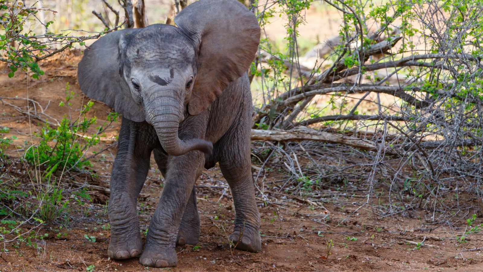 Filhote de elefante viraliza após tentar “atacar” turistas durante safari na África do Sul
