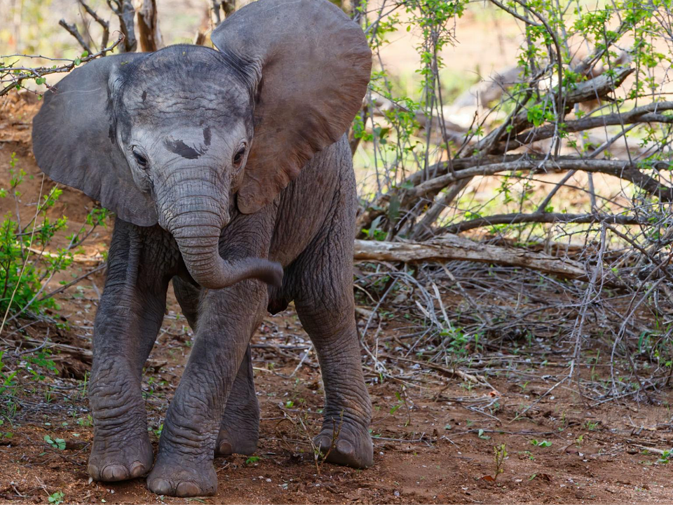 Filhote de elefante viraliza após tentar “atacar” turistas durante safari na África do Sul