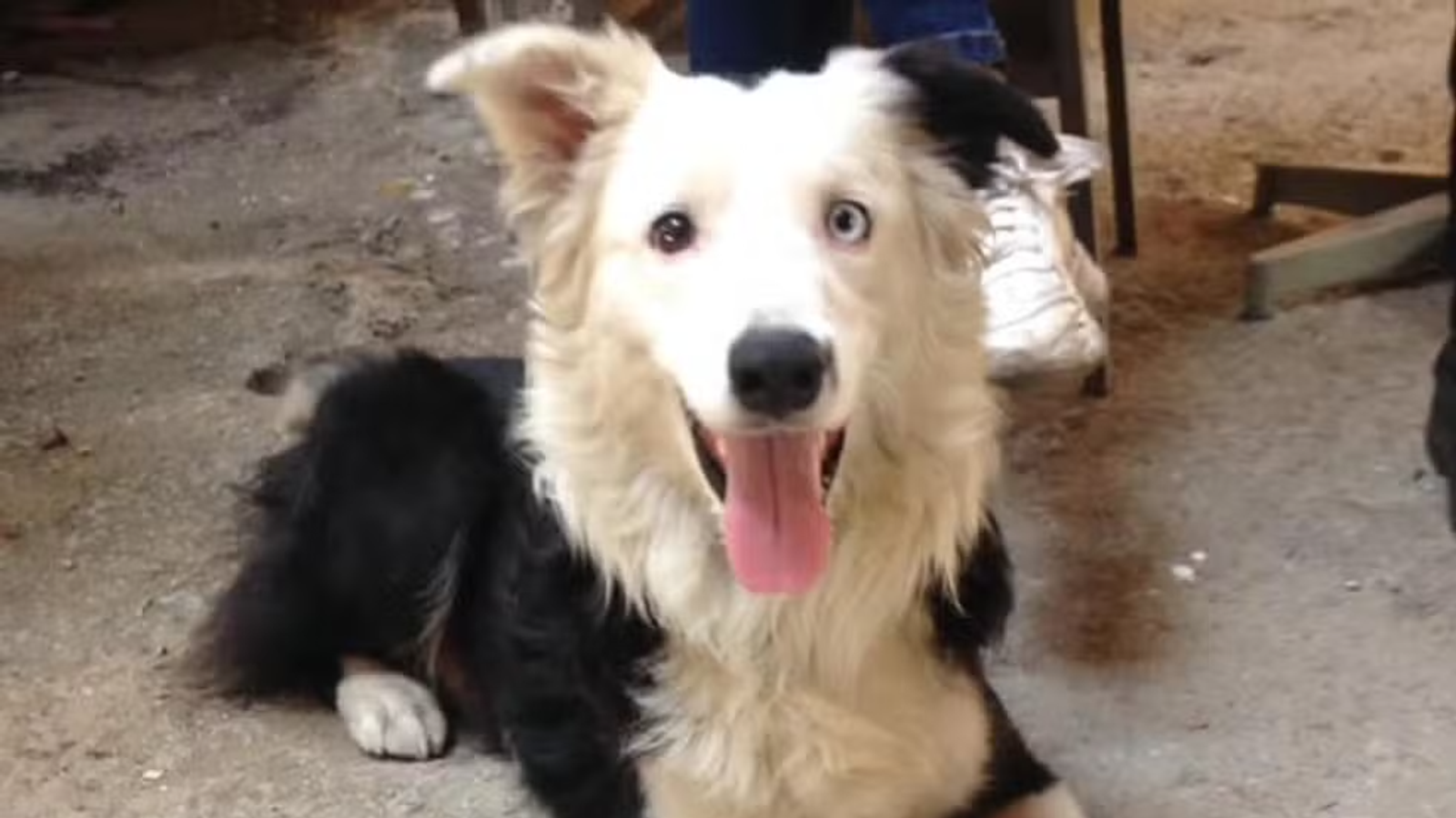 Tsunami: cão resgatado das ruas vira herói ao salvar vítimas de terremoto na Venezuela