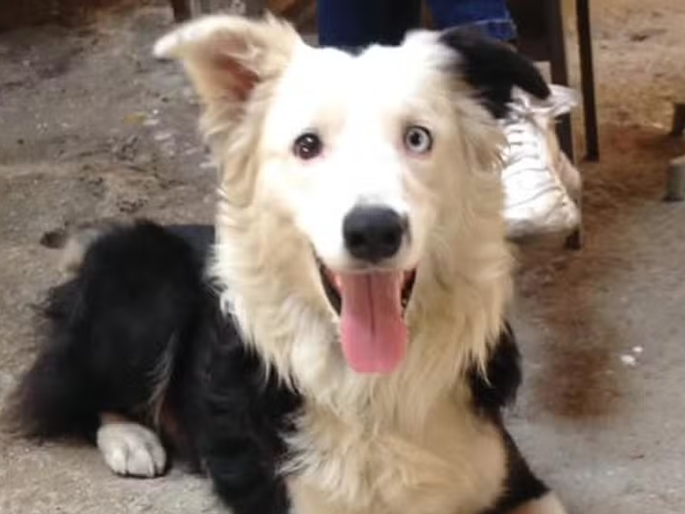 Tsunami: cão resgatado das ruas vira herói ao salvar vítimas de terremoto na Venezuela