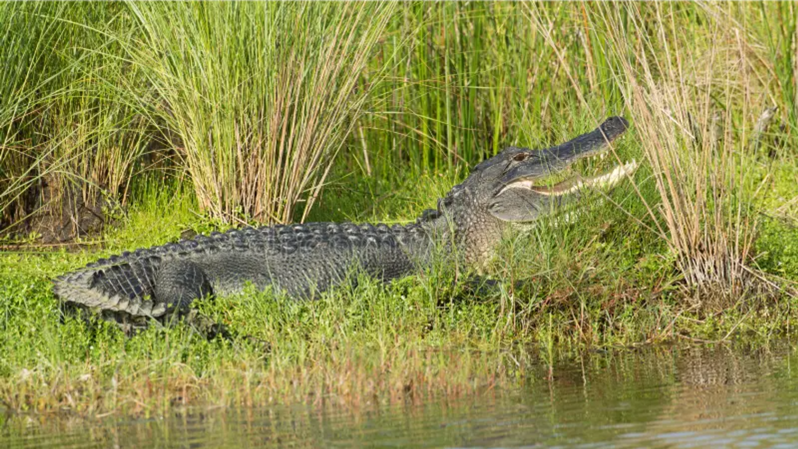 Mulher morre após ataque de jacaré em rio na Flórida