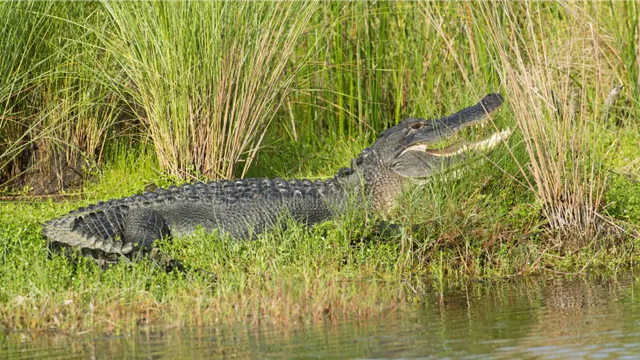 Mulher morre após ataque de jacaré em rio na Flórida