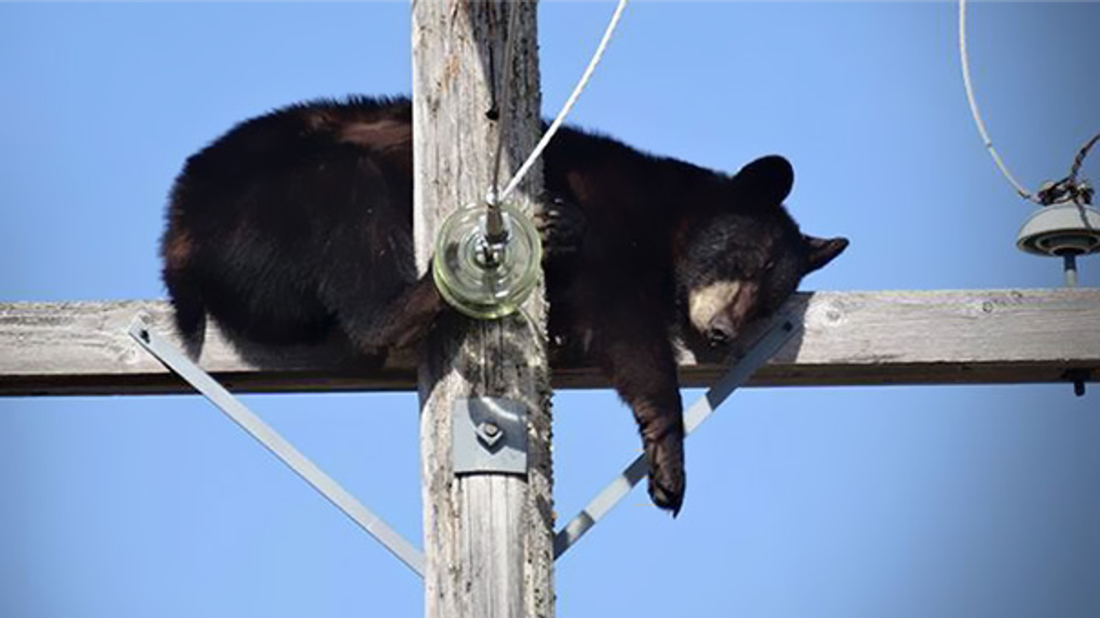 Urso sobe em poste de energia e deixa centenas de moradores sem luz no Arizona