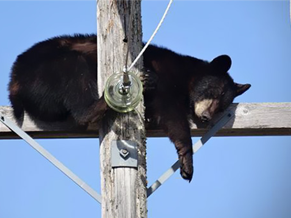 Urso sobe em poste de energia e deixa centenas de moradores sem luz no Arizona