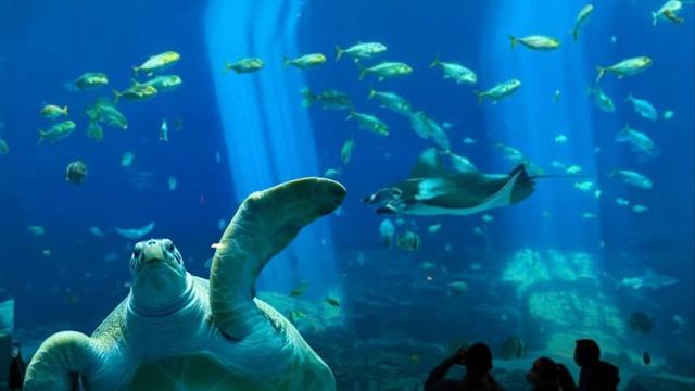 Georgia Aquarium lança ingressos por apenas $20 em celebração aos 20 anos