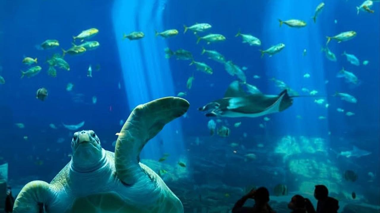 Georgia Aquarium lança ingressos por apenas $20 em celebração aos 20 anos