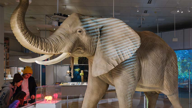 Elefantes ganham festival especial no Fernbank
