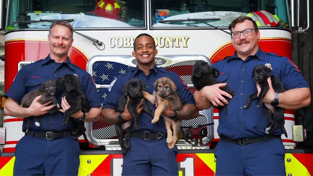 Bombeiros de Cobb ajudam no parto de 15 filhotes